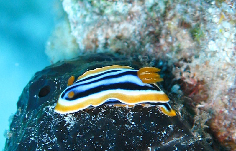 nudibranco