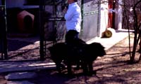 rotoli img277