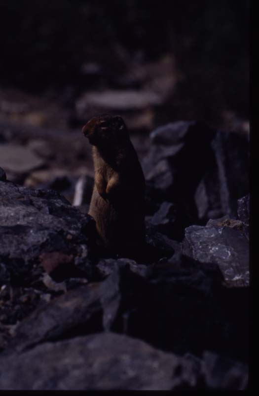 canada 1996 - img372