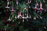 canada 1996 - img357
