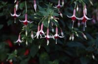 canada 1996 - img358