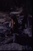 canada 1996 - img372