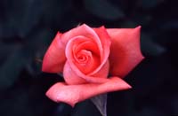 canada 1996 - img413