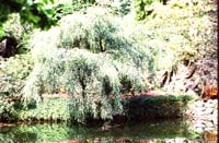 canada 1996 - img421