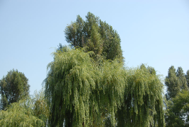 auschiwtz - giardino