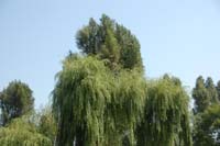 auschiwtz - giardino