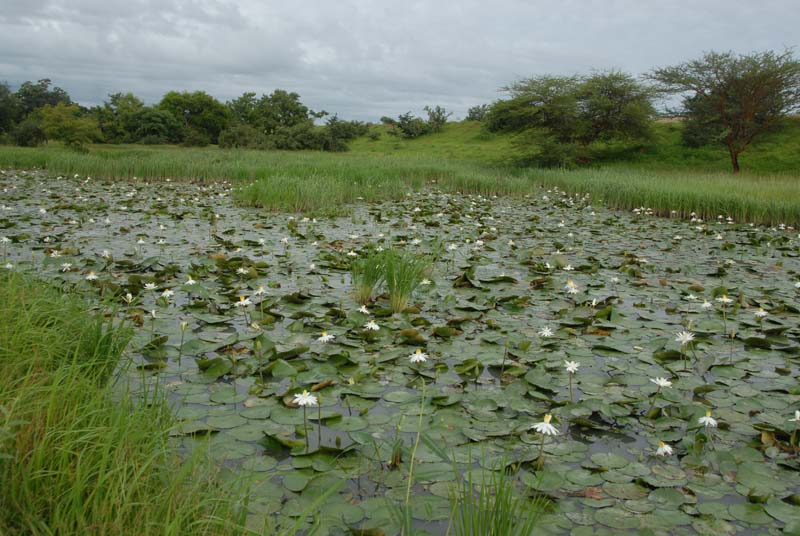 progetto ouatara - burkina faso - agosto 2008 foto n00444