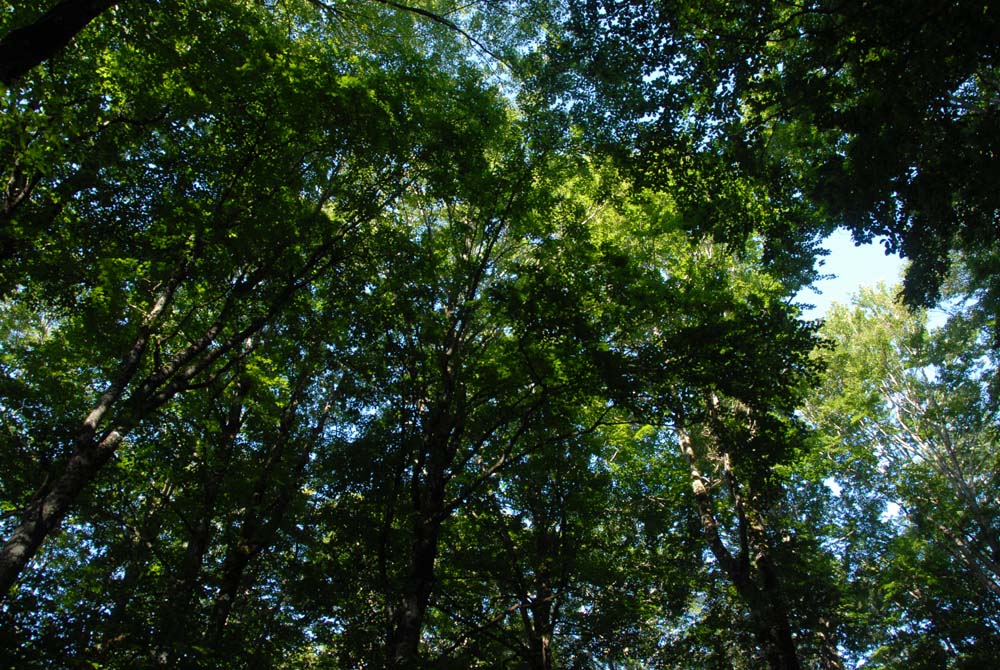 sopravvivenza 2008 - DSC_3028