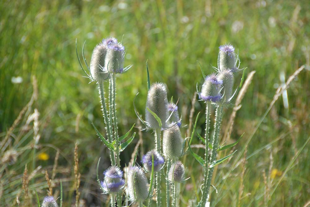 sopravvivenza 2008 - DSC_3052