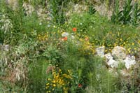 sopravvivenza 2008 - DSC_3040