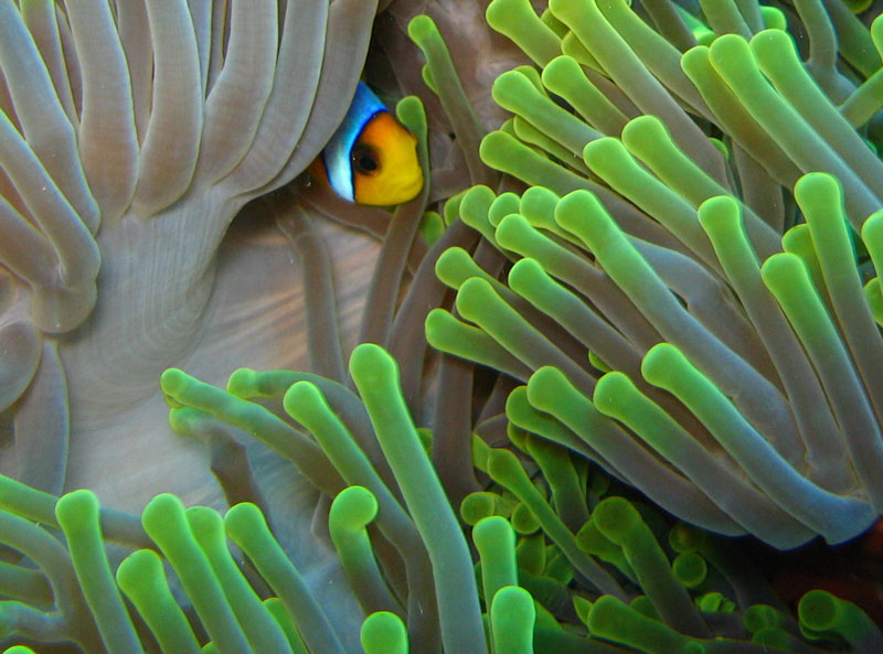 nemo 2