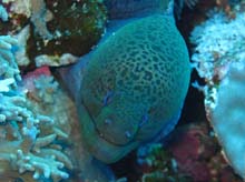 murena