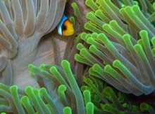 nemo 2