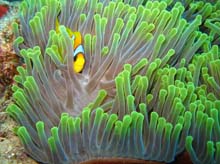 nemo