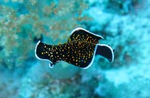 nudibranco2