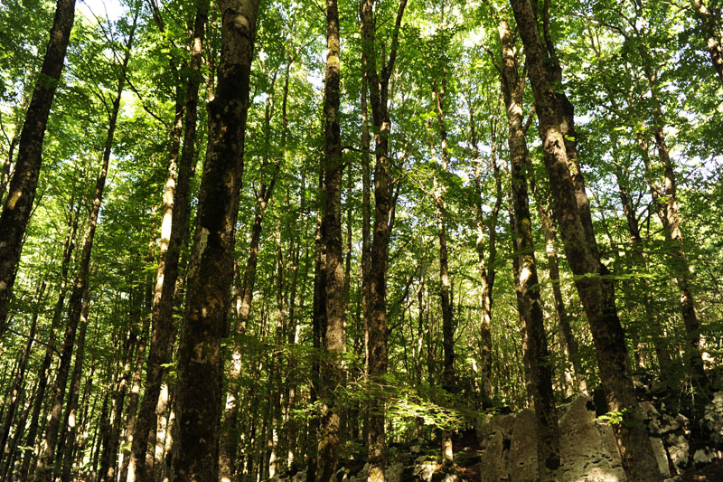 sopravvivenza in molise 2009 - foto 8160