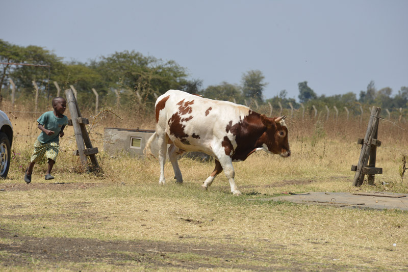 ok DSC_2155