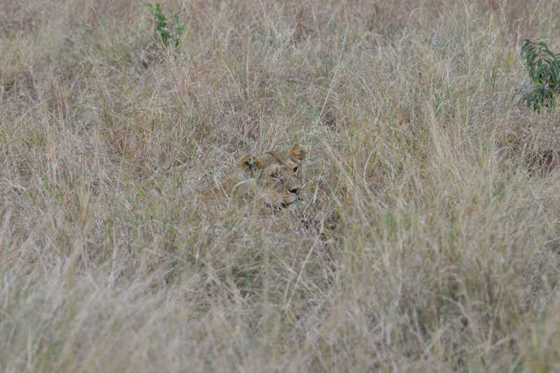 ok DSC_4918