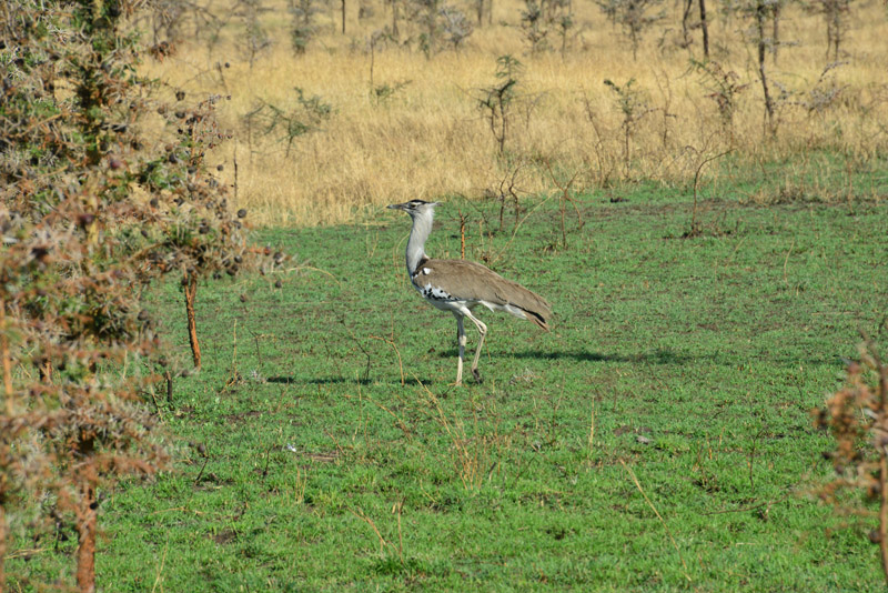 ok DSC_5920