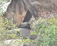 leopardo