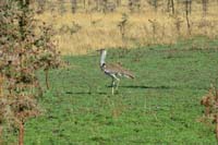 ok DSC_5920