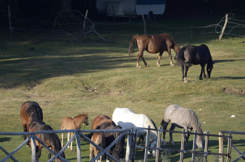 sopravvivenza 2012 - 0010