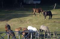 sopravvivenza 2012 - 0010