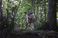 sopravvivenza 2012 - 0602