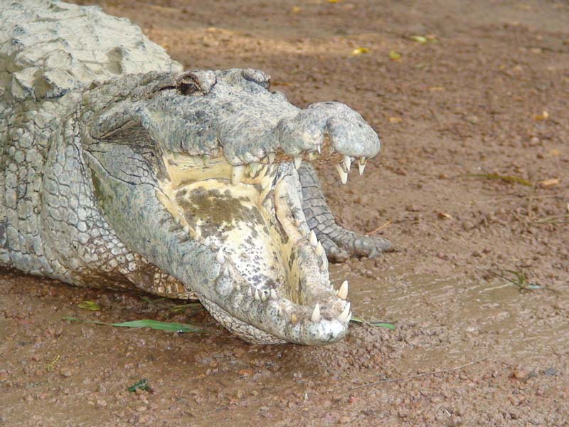 burkina faso - 2007- 0235