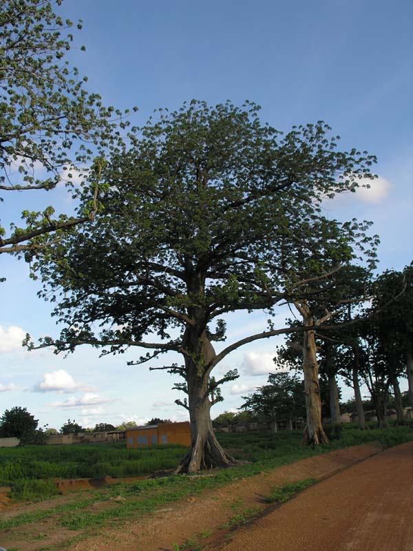 burkina faso - 2007- 0434