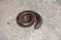 burkina faso - 2007- 0033