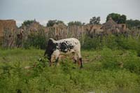 burkina faso - 2007- 0320
