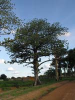 burkina faso - 2007- 0434
