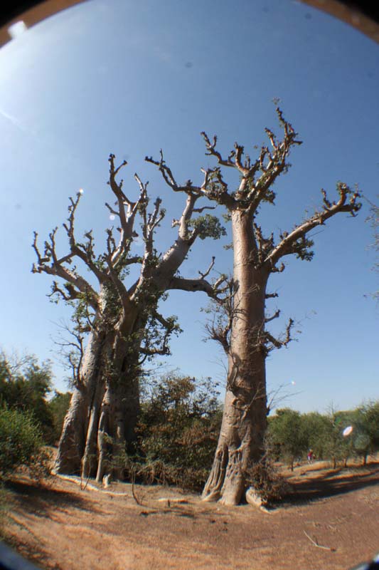 Burkina Faso - Natale 2007- gennaio 2008 - progetto ouatara - foto0235