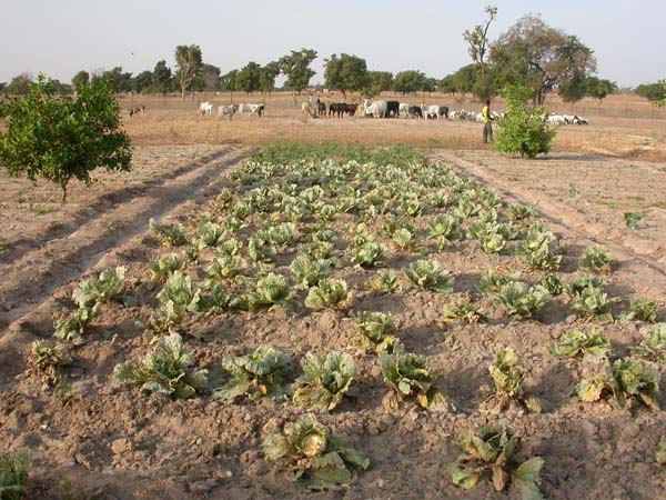 Burkina Faso - Natale 2007- gennaio 2008 - progetto ouatara - foto0329