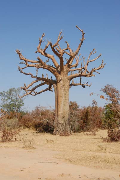 Burkina Faso - Natale 2007- gennaio 2008 - progetto ouatara - foto0875